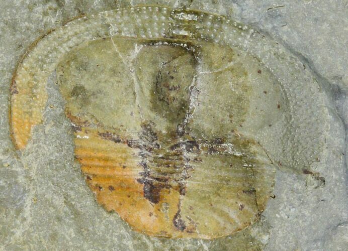 Lloydolithus Trilobite - United Kingdom #115236